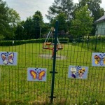 motyl3
