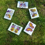 motyl4